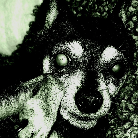 trxyvagypsy